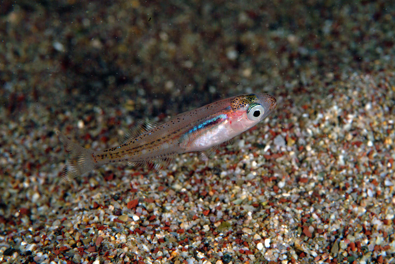 juvenile Sarpa salpa